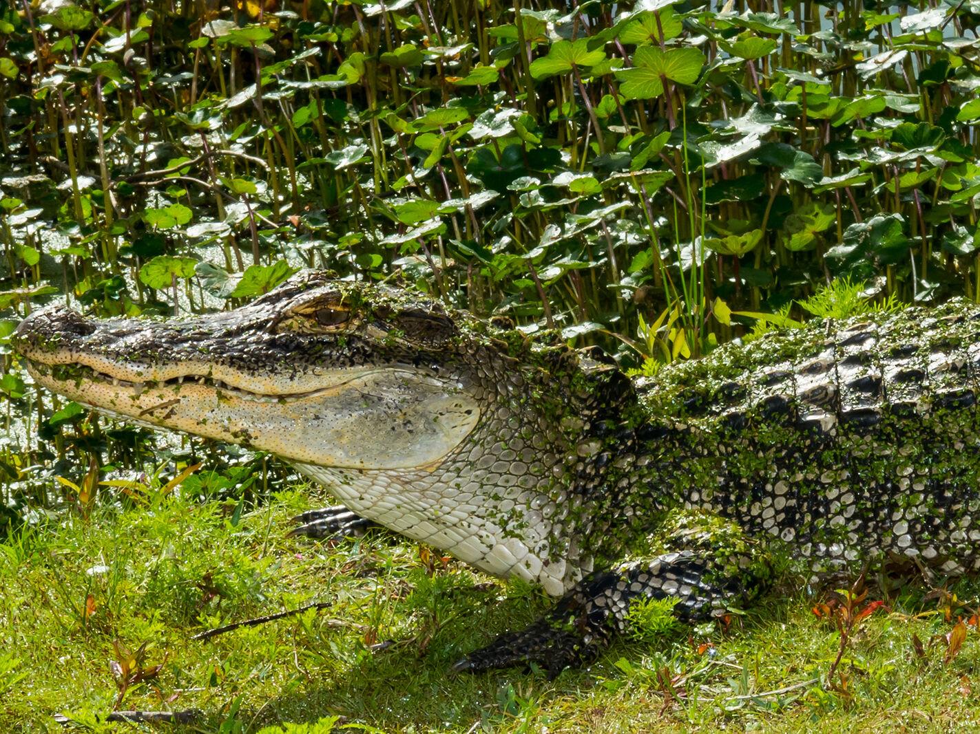 Alligator