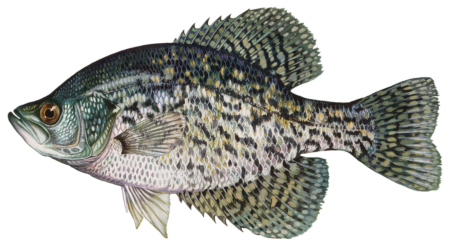 Black Crappie