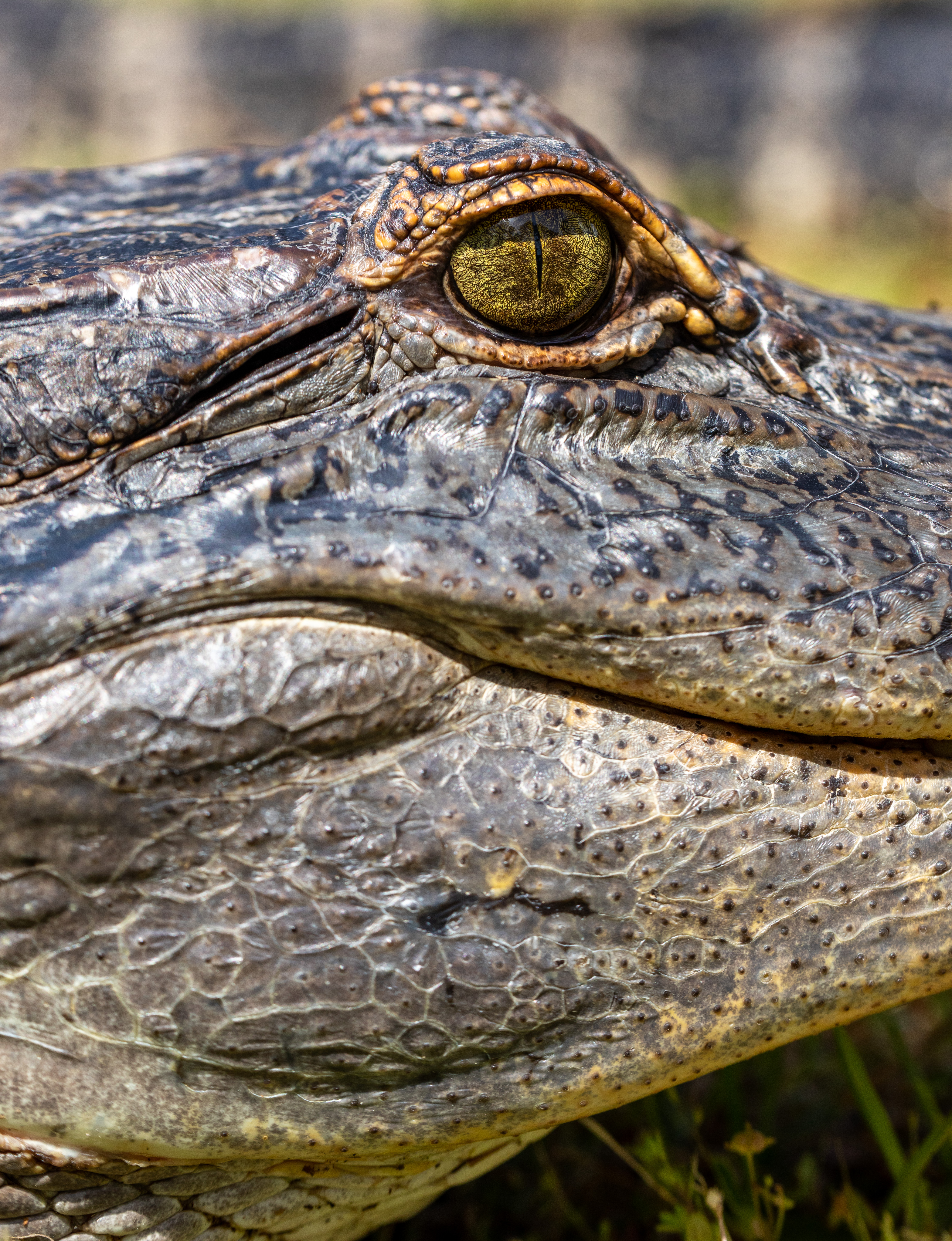 Up close of alligator face