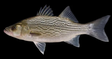 Hybrid Stripped Bass