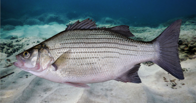 White bass