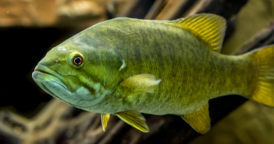 smallmouth bass