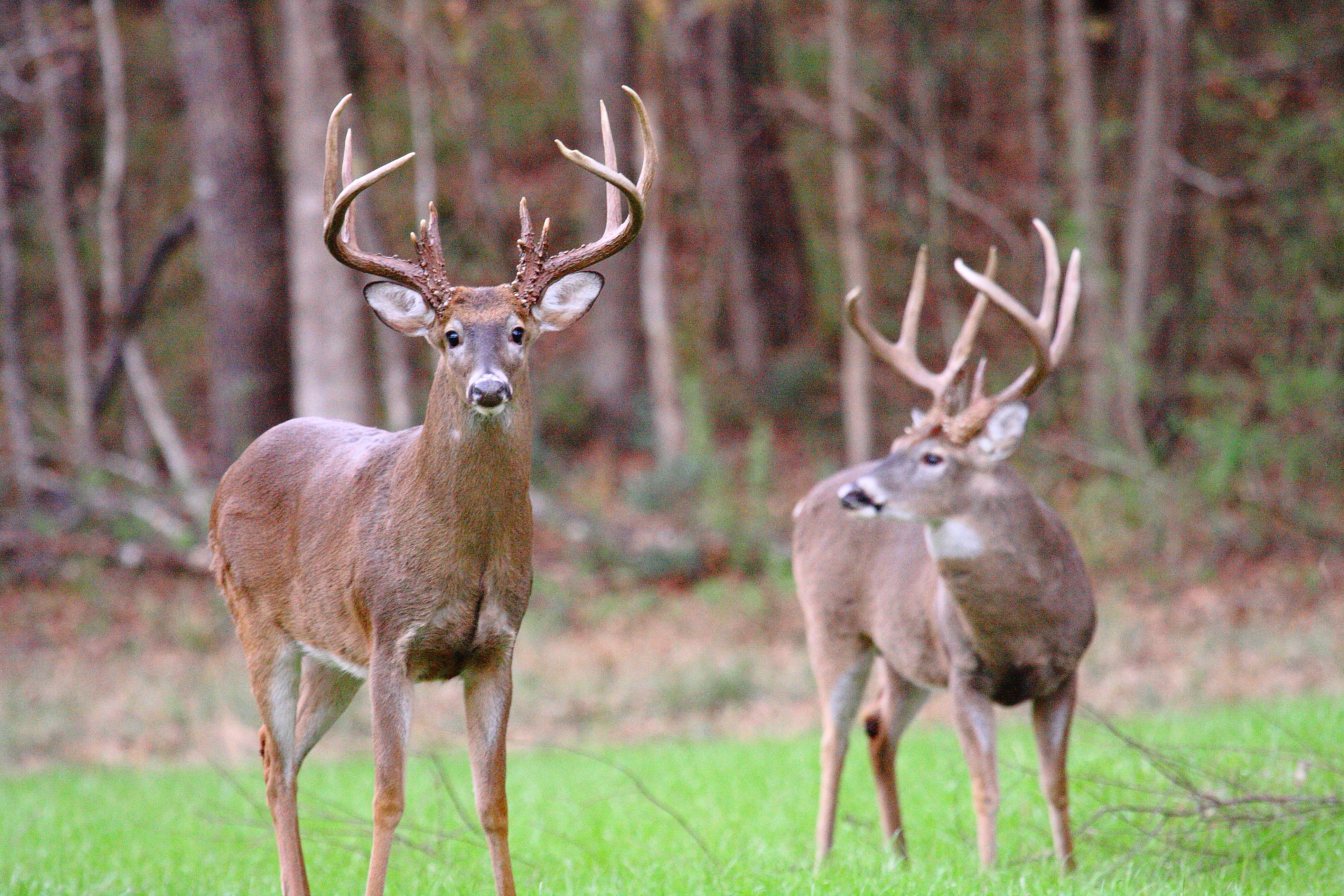 Two deer in the distance