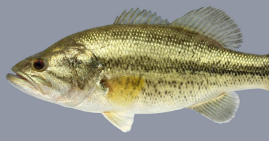 Largemouth Bass