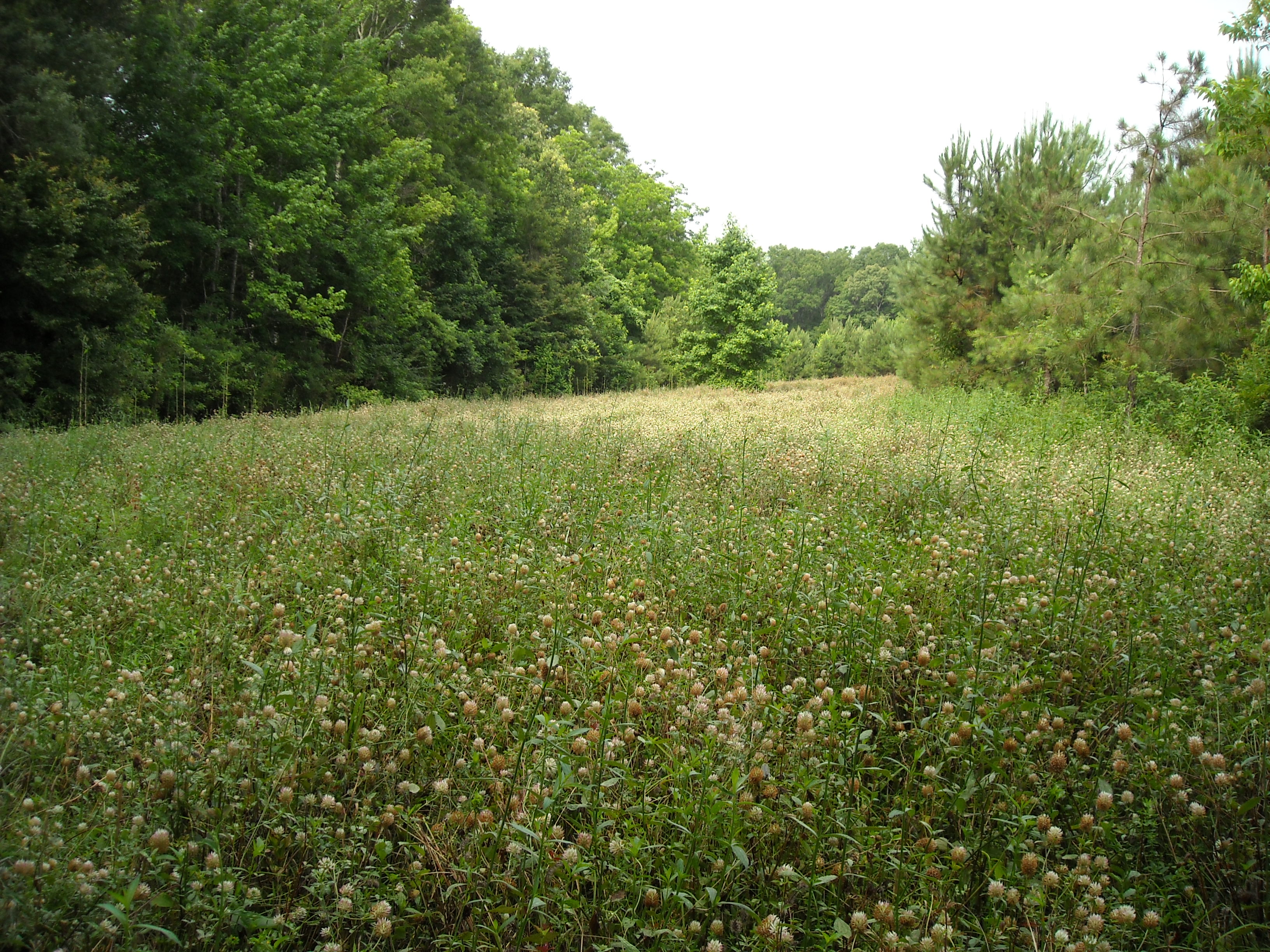 Clover Field