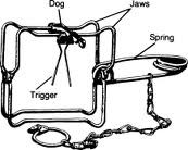 Body grip trap (Conibear)