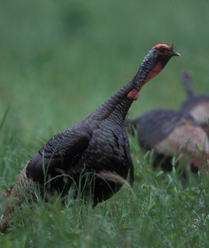 Wild turkey