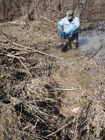 Setting a body gripping trap behind a beaver dam.