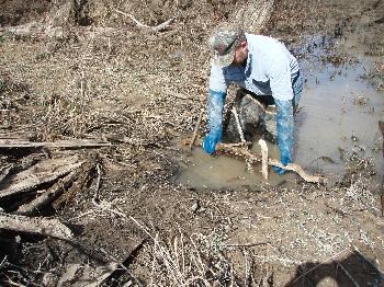 Setting a dive-stick above the trap.