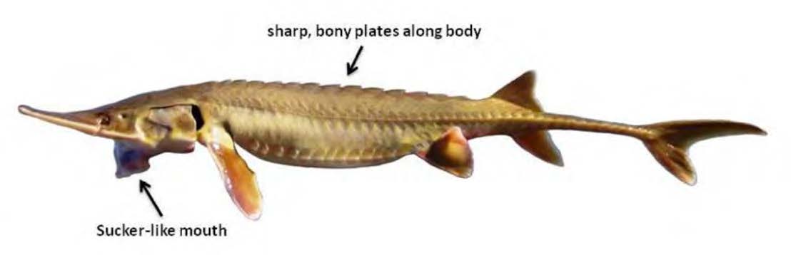 Shovelnose Sturgeon