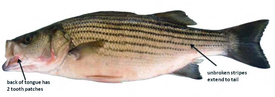 Stripped Bass