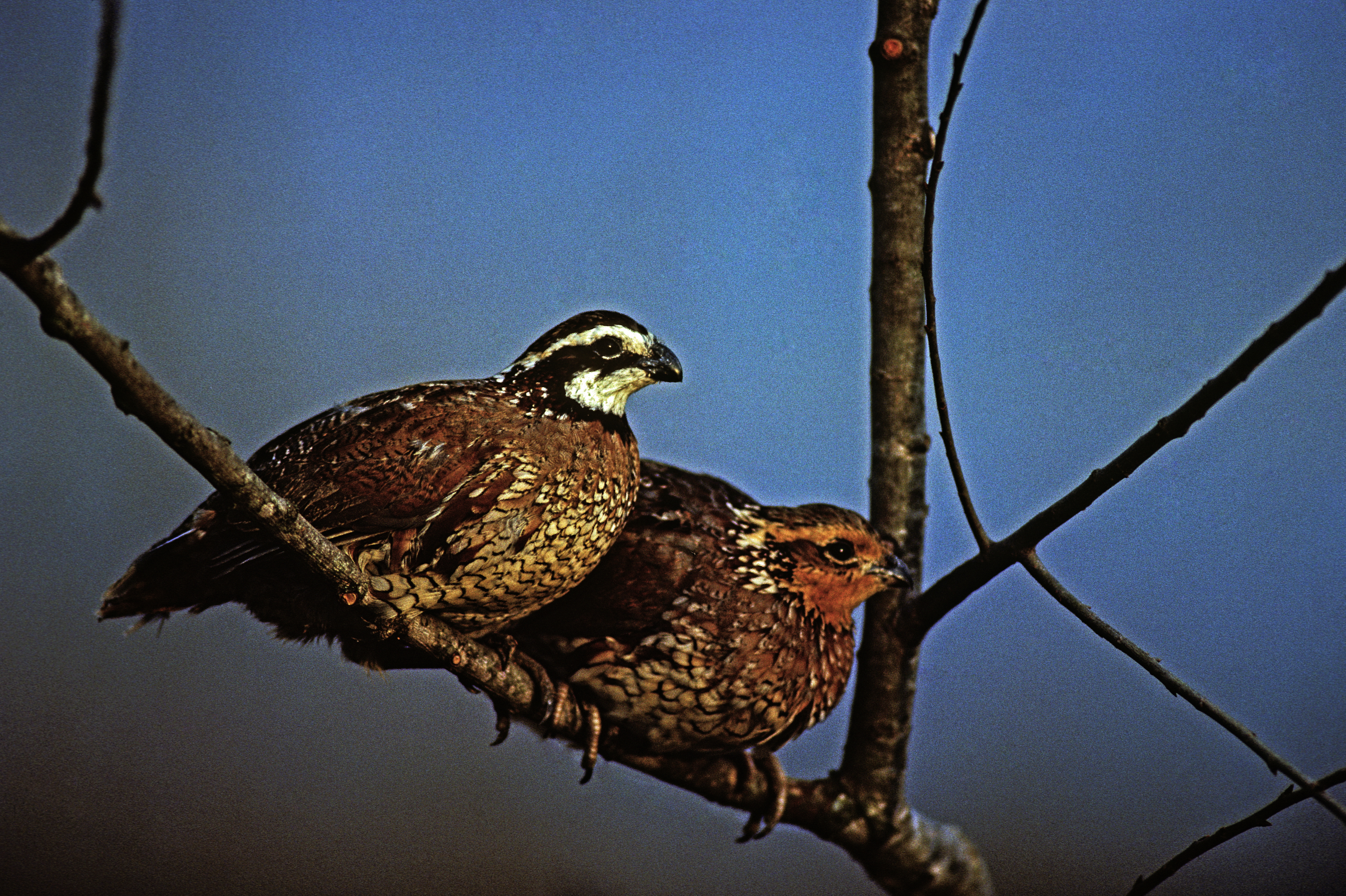 Pair of bobwhite quail on a tree branch