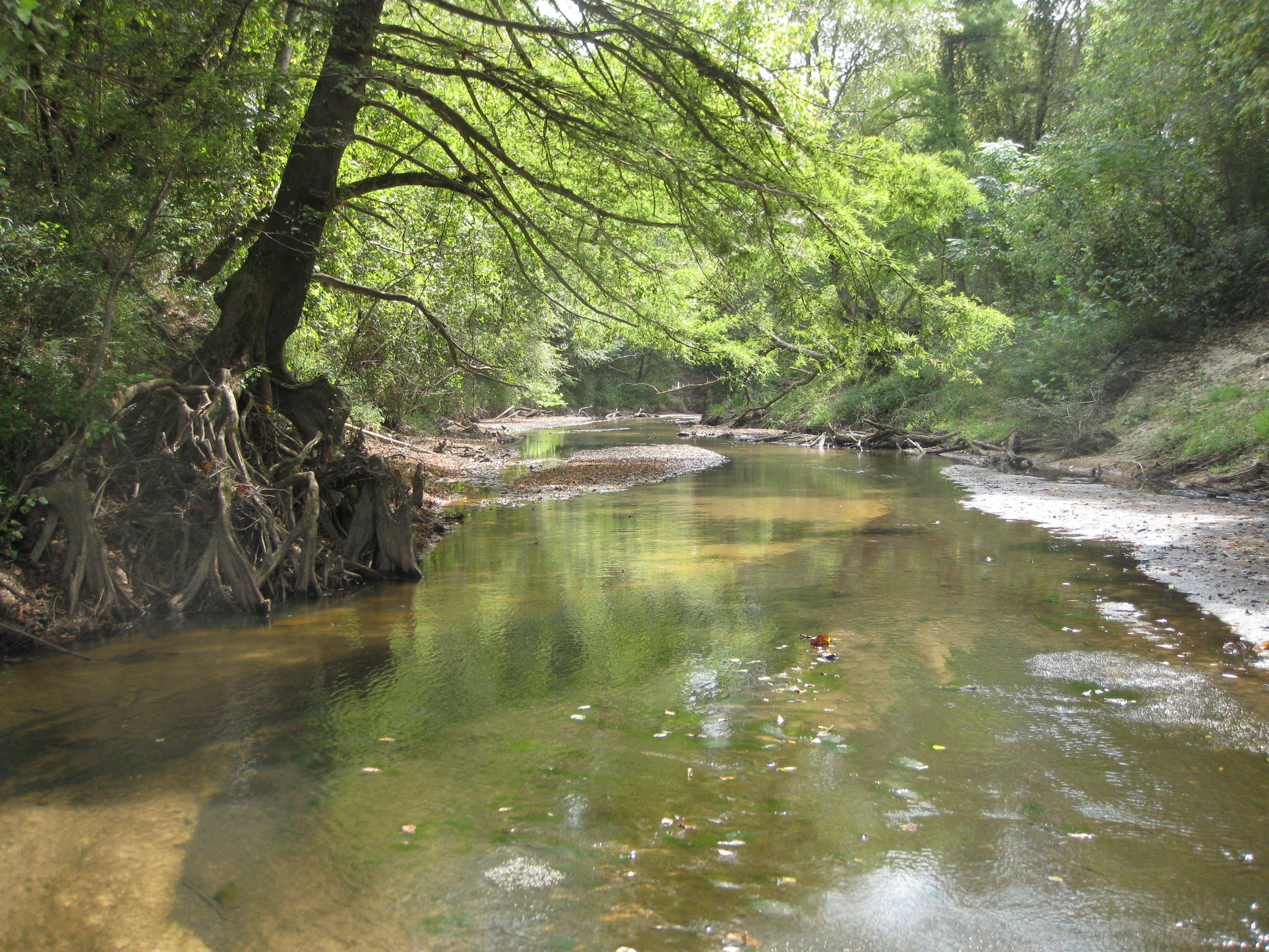 Tree overhangs the Leaf River