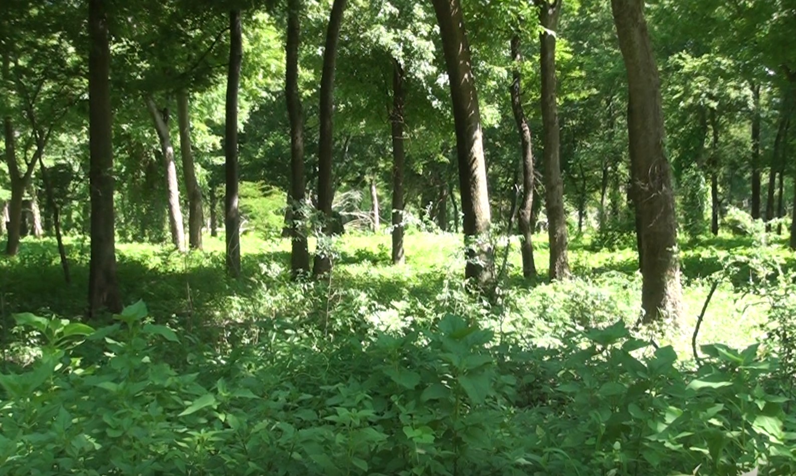 Riverfront view of lush greenery in forest