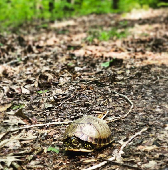 Turtle in leaf litter in Upper Sardis WMA