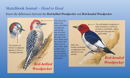 wood peckers