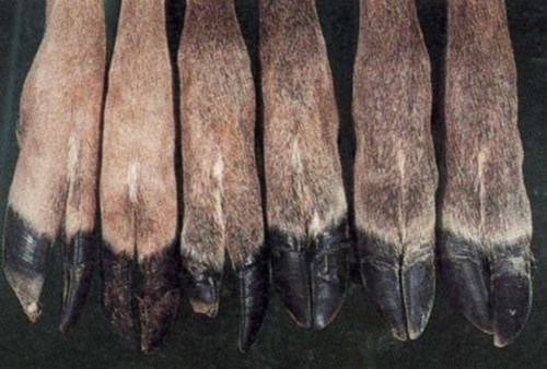 Examples of hoof sloughing on deer hooves