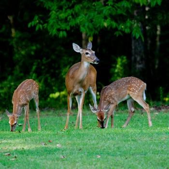 Doe and two fawns browsing