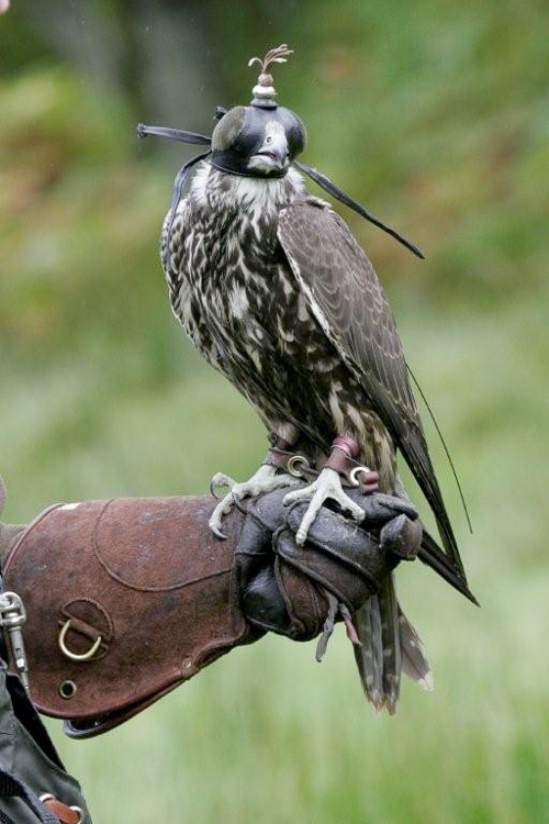 Falcon wearing a hood perched on someone's fist