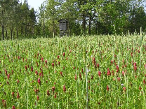 Example of a food plot