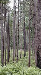 Forest with green ground cover