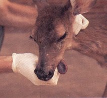 Person holds a deer by the head, its tongue out