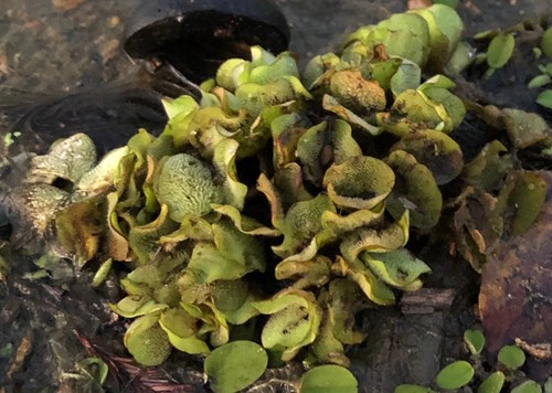 Giant Salvinia