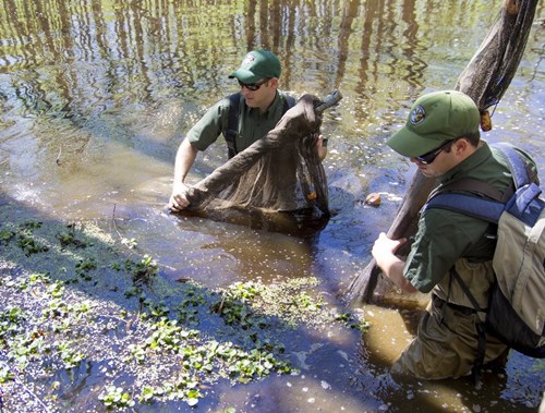 men working in swamp