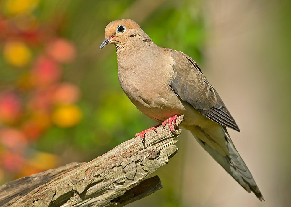 Mourning dove perched on a piece of wood