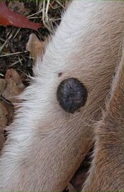 Cutaneous fibroma (deer wart) on the leg of a deer