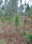 Young longleaf pine tree in forest