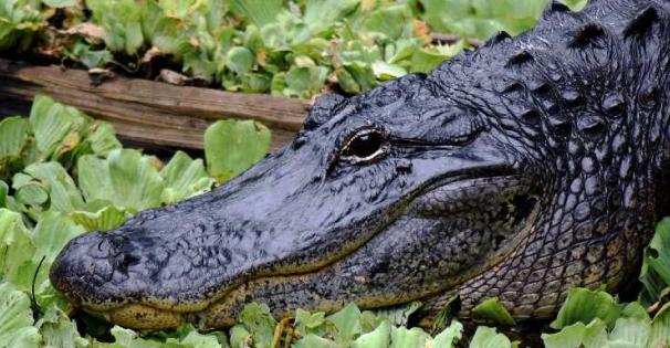 Alligator