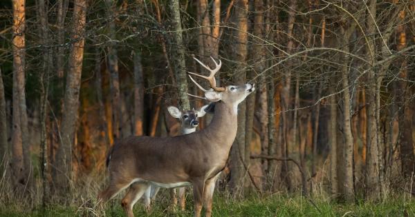 Two deer near the treeline of a field