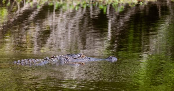 Alligator peeks its head above water