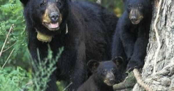 Adult black bear with cubs