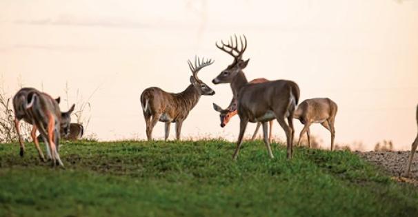 White-tailed deer - Photo by Monita McCool