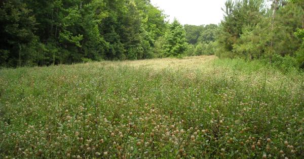 Clover Field