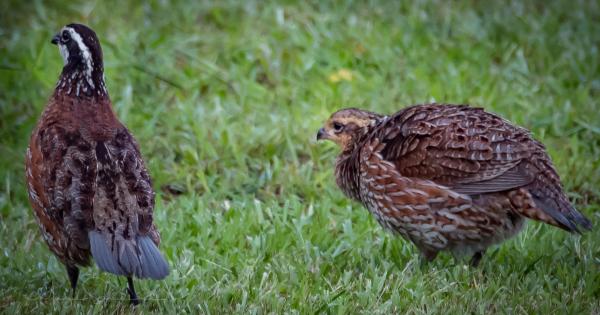 Quail