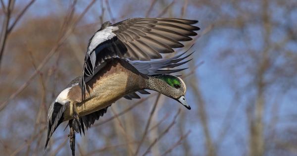 duck stamp alone photo