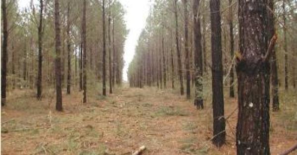 Pine trees in rows