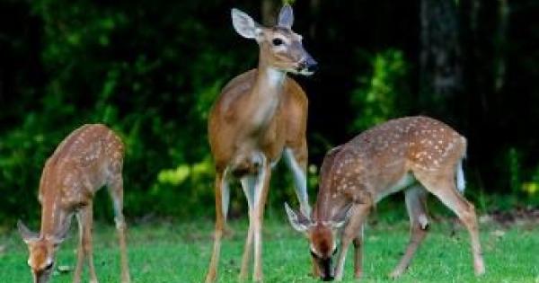 Doe and two fawns browsing