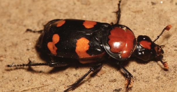 American Burying Beetle