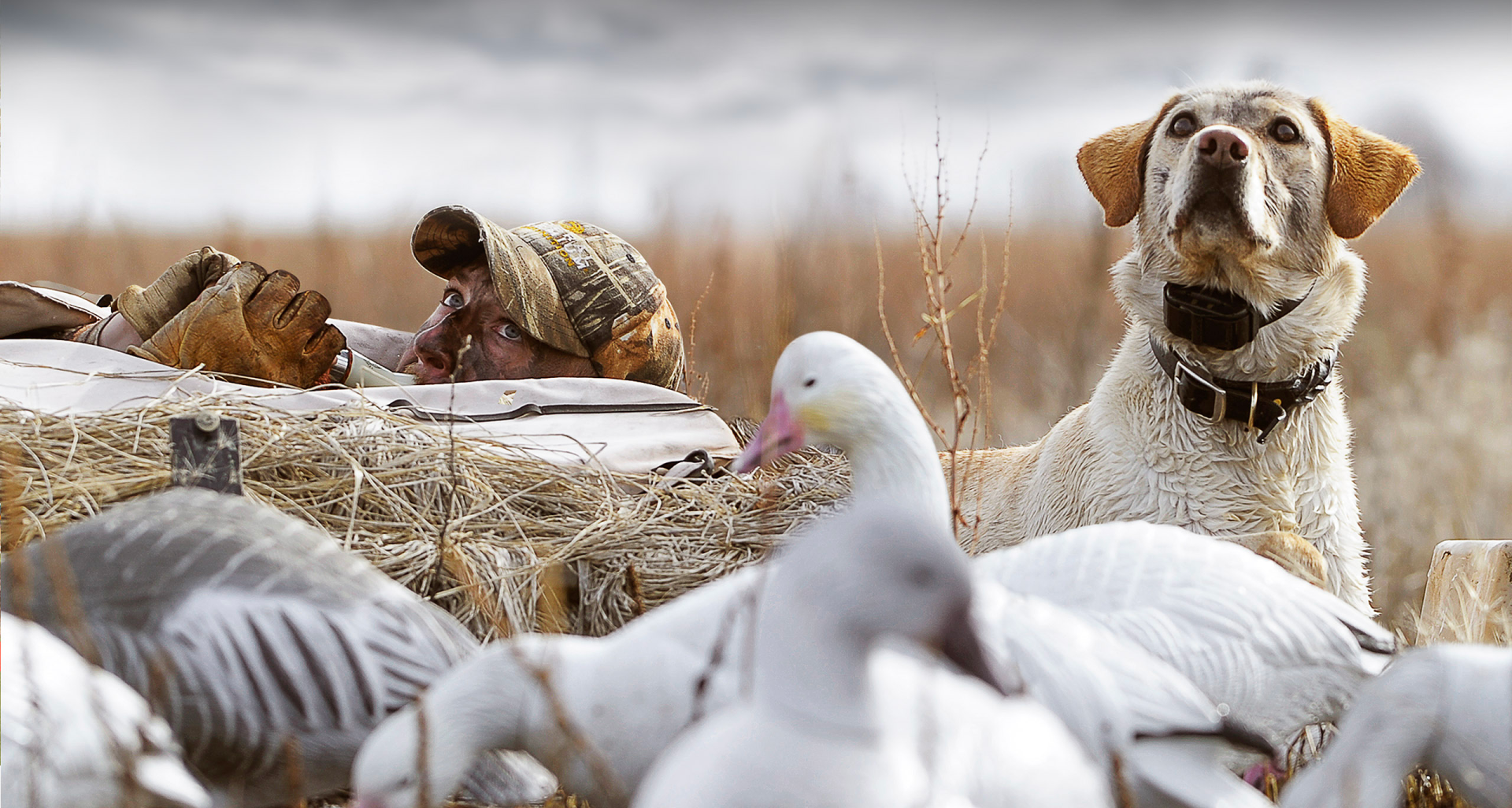 Man and Dog duck hunting