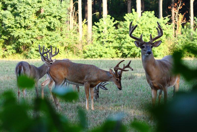 Herd of deer in a field seen through some branches