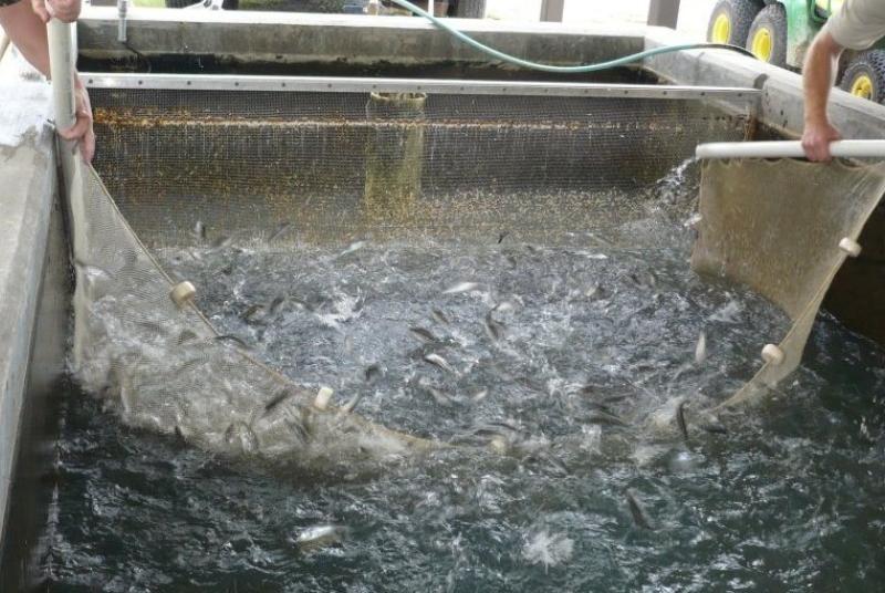 Largemouth bass fingerling harvest