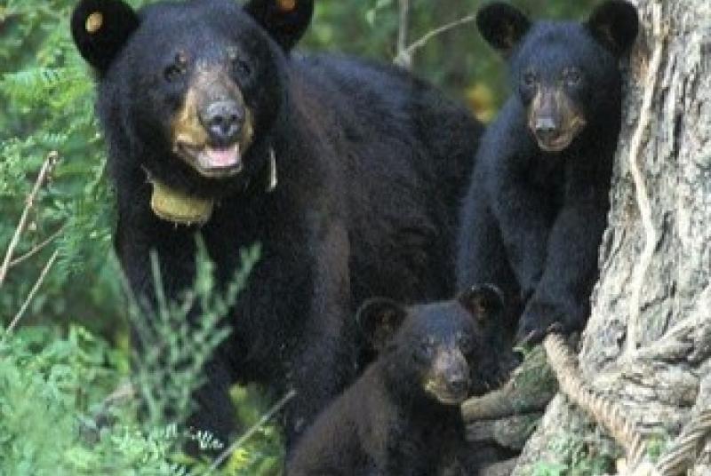 Adult black bear with cubs