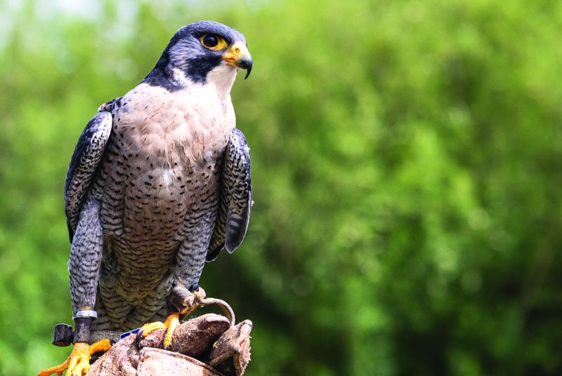 Falcon is held by a handler