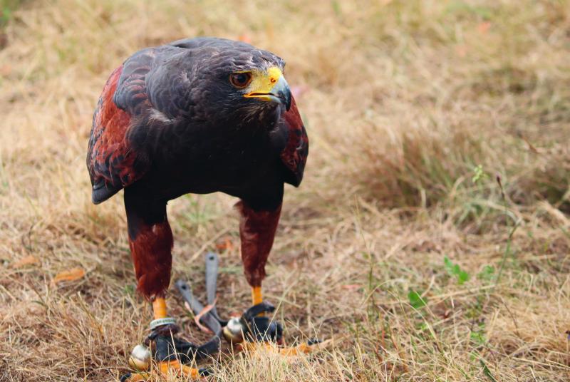 A harris hawk stands on the ground