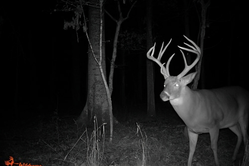 trail camera photo