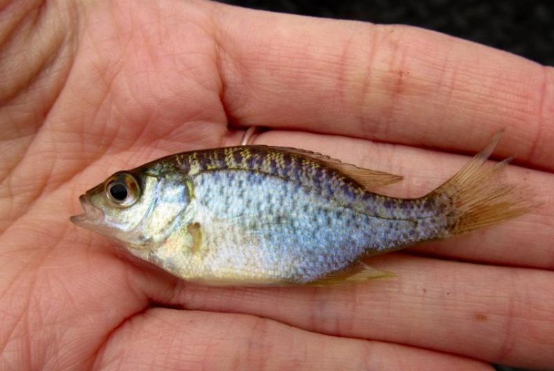 Closeup of redear fingerling on person's hand